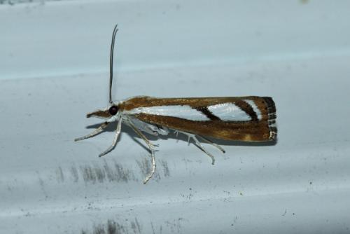 Catoptria latiradiellus